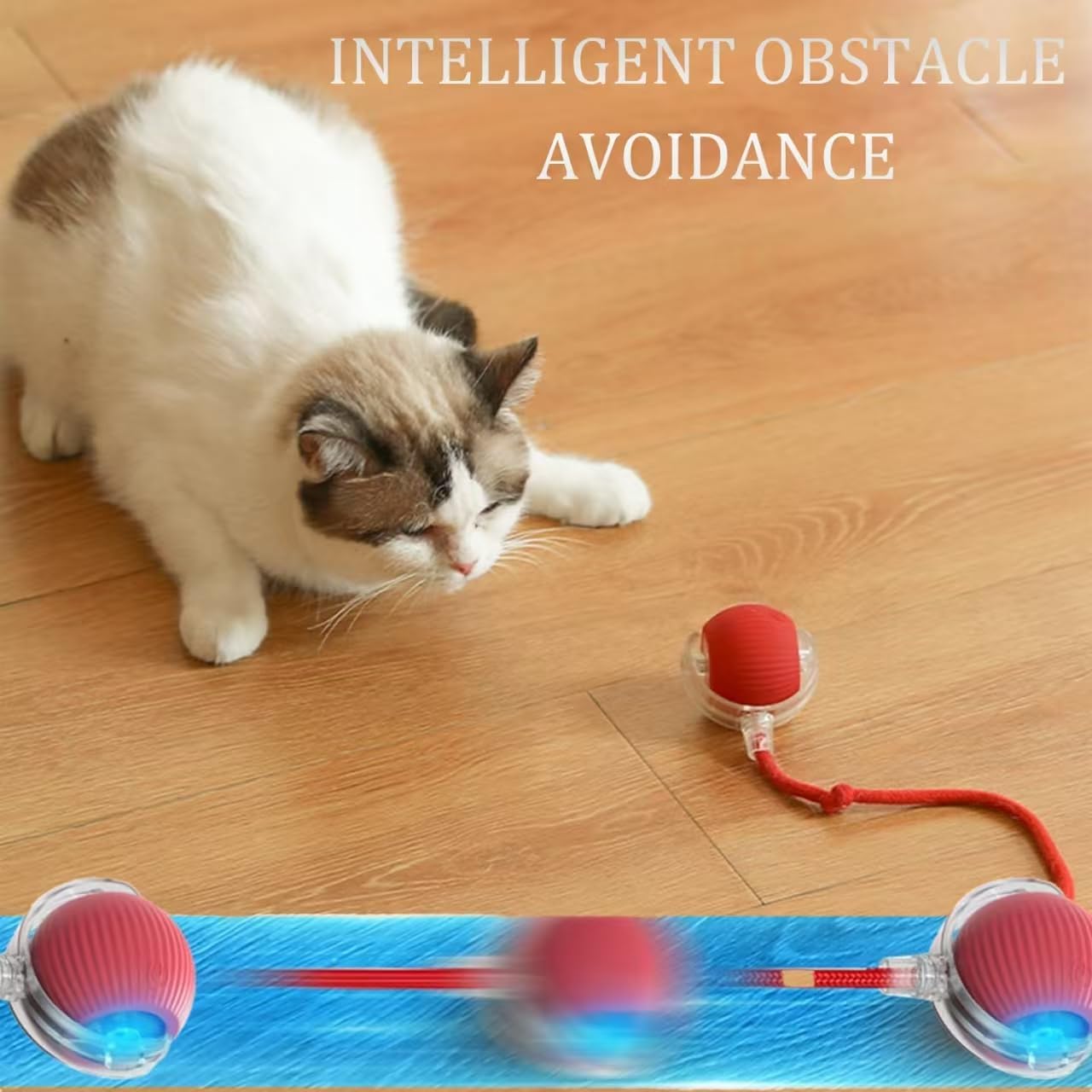 cat dancing ball