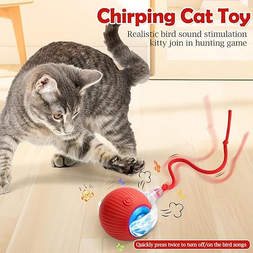 cat dancing ball