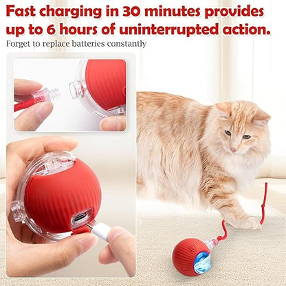cat dancing ball